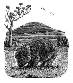 Wandering Wombat £70 Framed, £30 Unframed