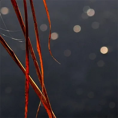 Reeds & Water II Photographic Work, 18 x 18cm Elizabeth Ikin £120
