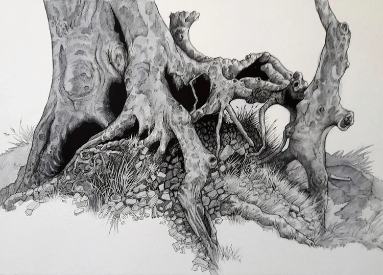 Old Hedgerow Roots £120 Ink & Watercolour 22x30cm