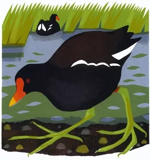 Moorhen £295 (£210) Serigraph edition of 8, 30 x 30 cm