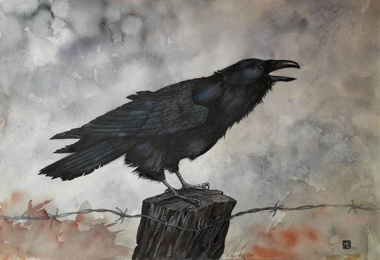 Raven I Watercolour 56 x 38cm £270