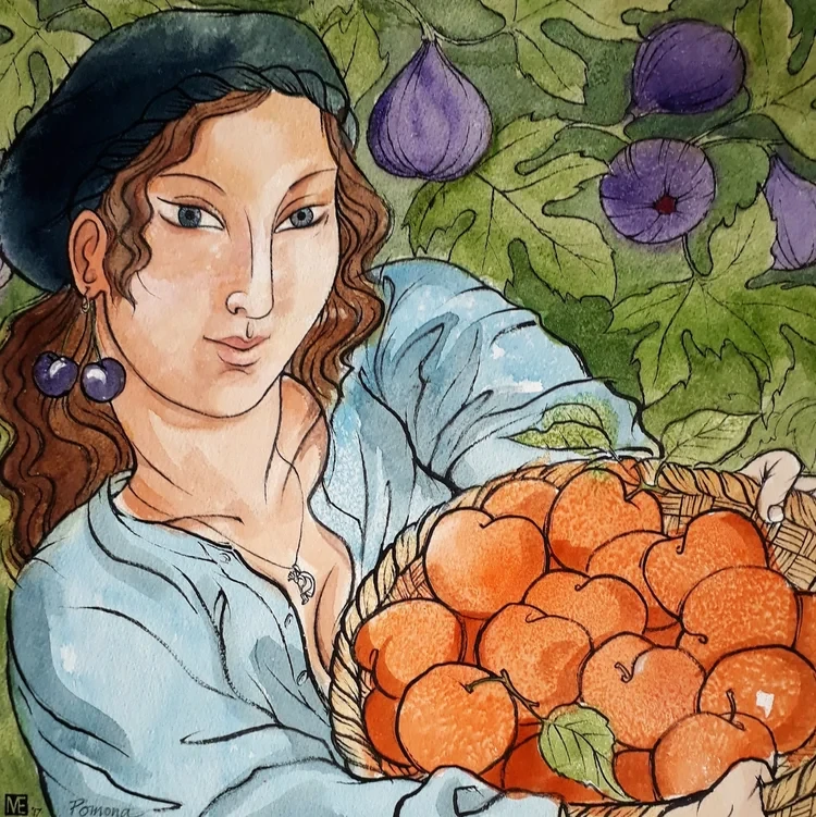 Pomona (apricots) Watercolour/Ink 34 x 34cm £235 SOLD