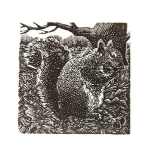 Squirrel