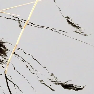 Reed & Water I. Elizabeth Ikin. Photographic Work. 18 x 18cm. £120.