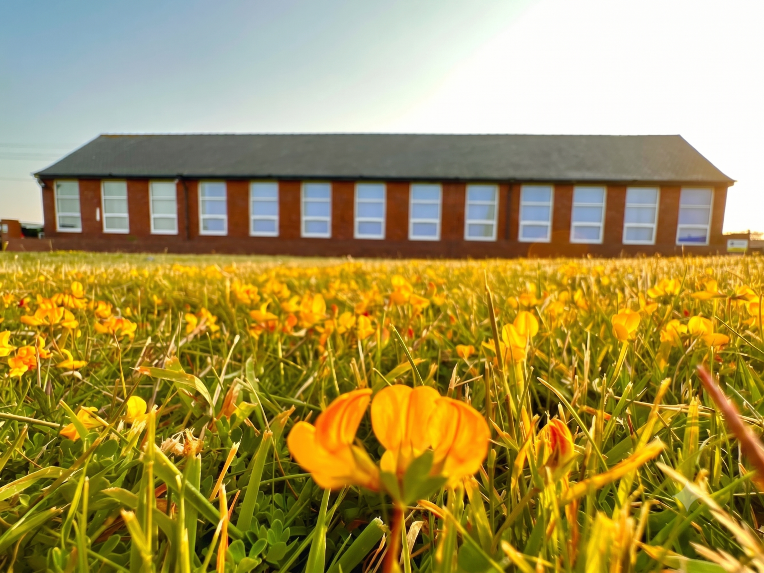Field in bloom with school building behind