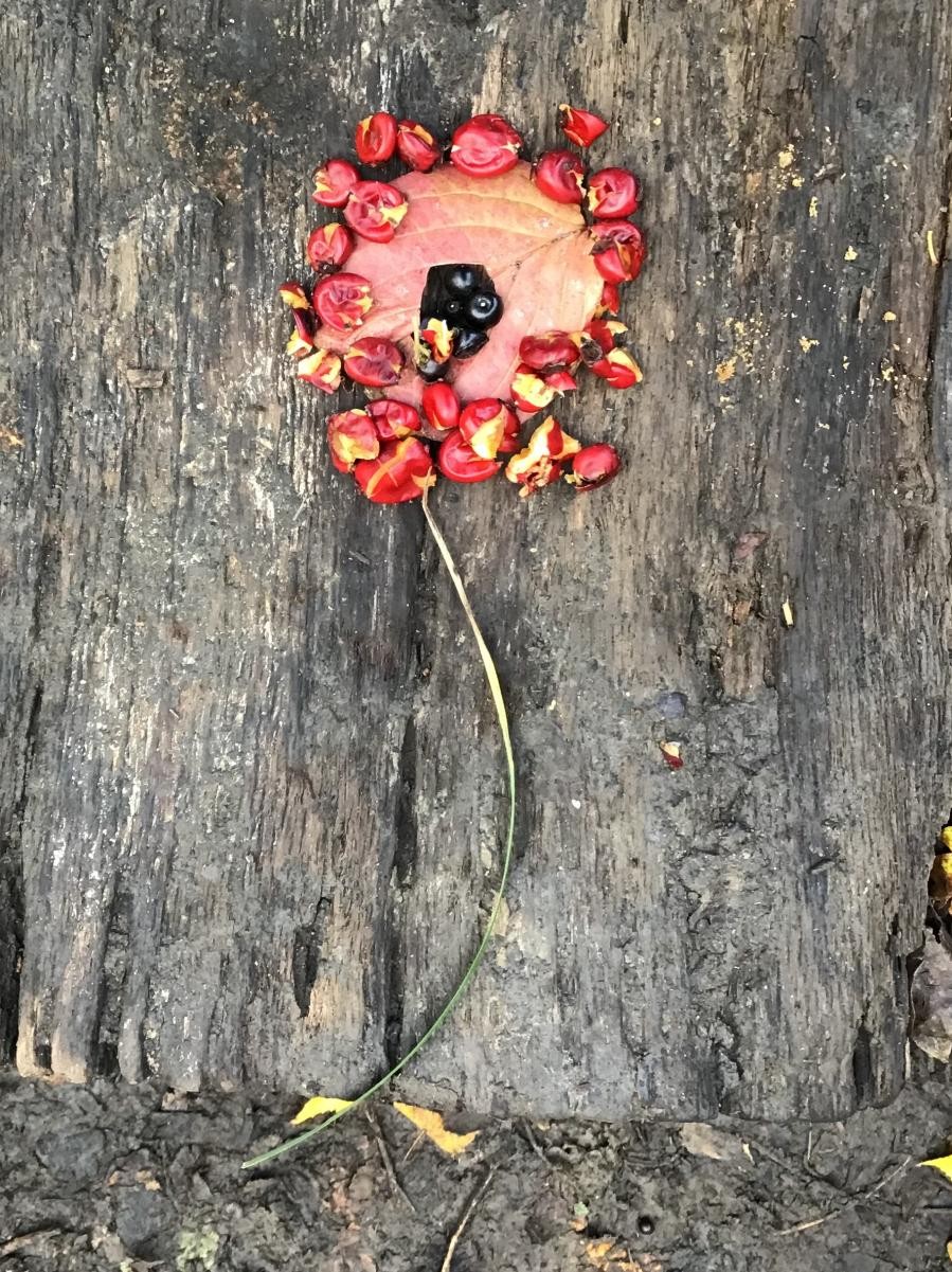 Poppies for Remembrance Day made in the Haven