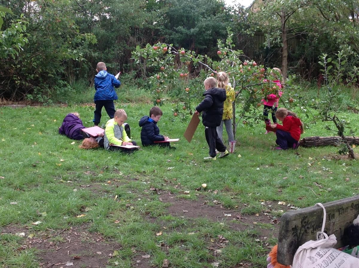 Recording our observations of the apple tree in Autumn. 