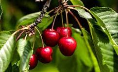 Cherry Class