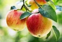 Apple Class