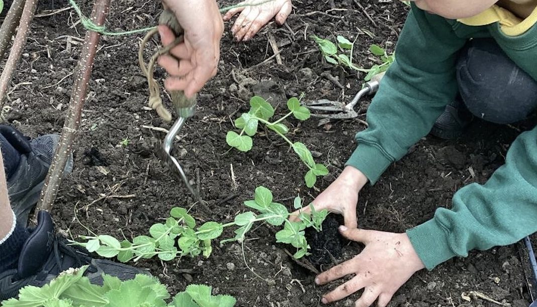 Pupils planting seedlings