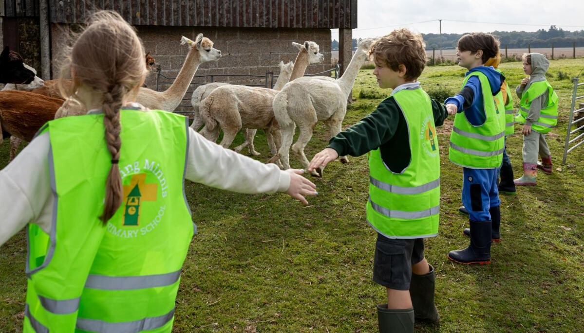 Pupils in a field with llamas