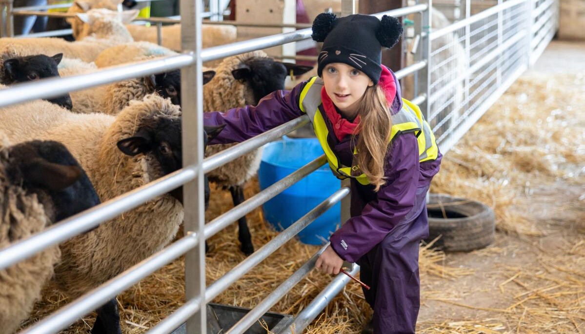 Pupil on the farm with sheep