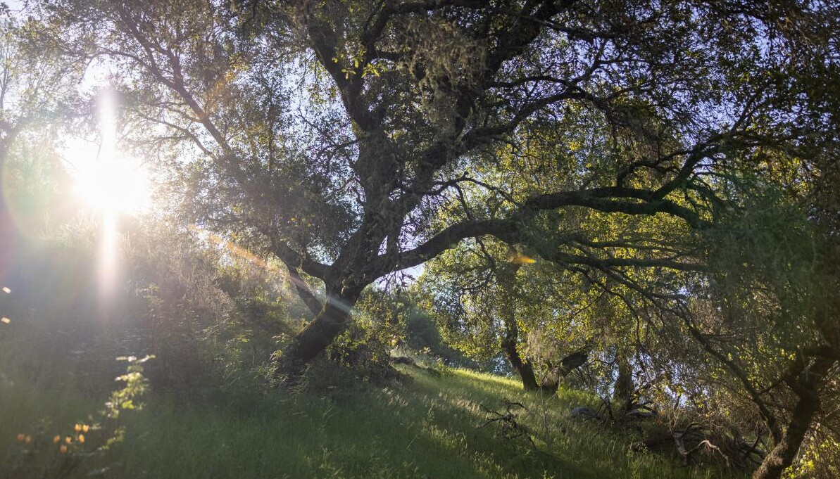 Sunlight through trees
