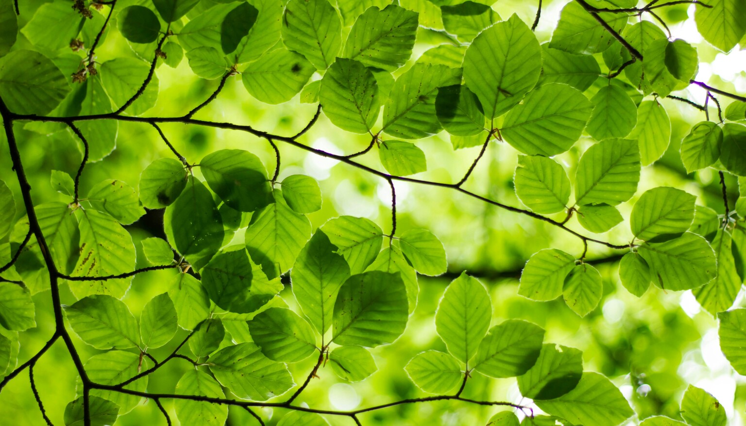 Ash leaves