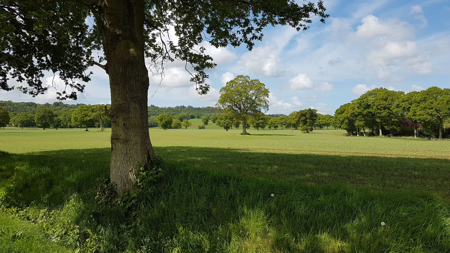 Field