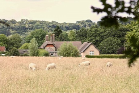 Field and school building