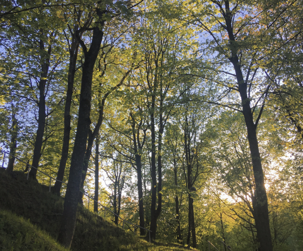 Forest School