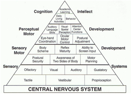 central nervous system