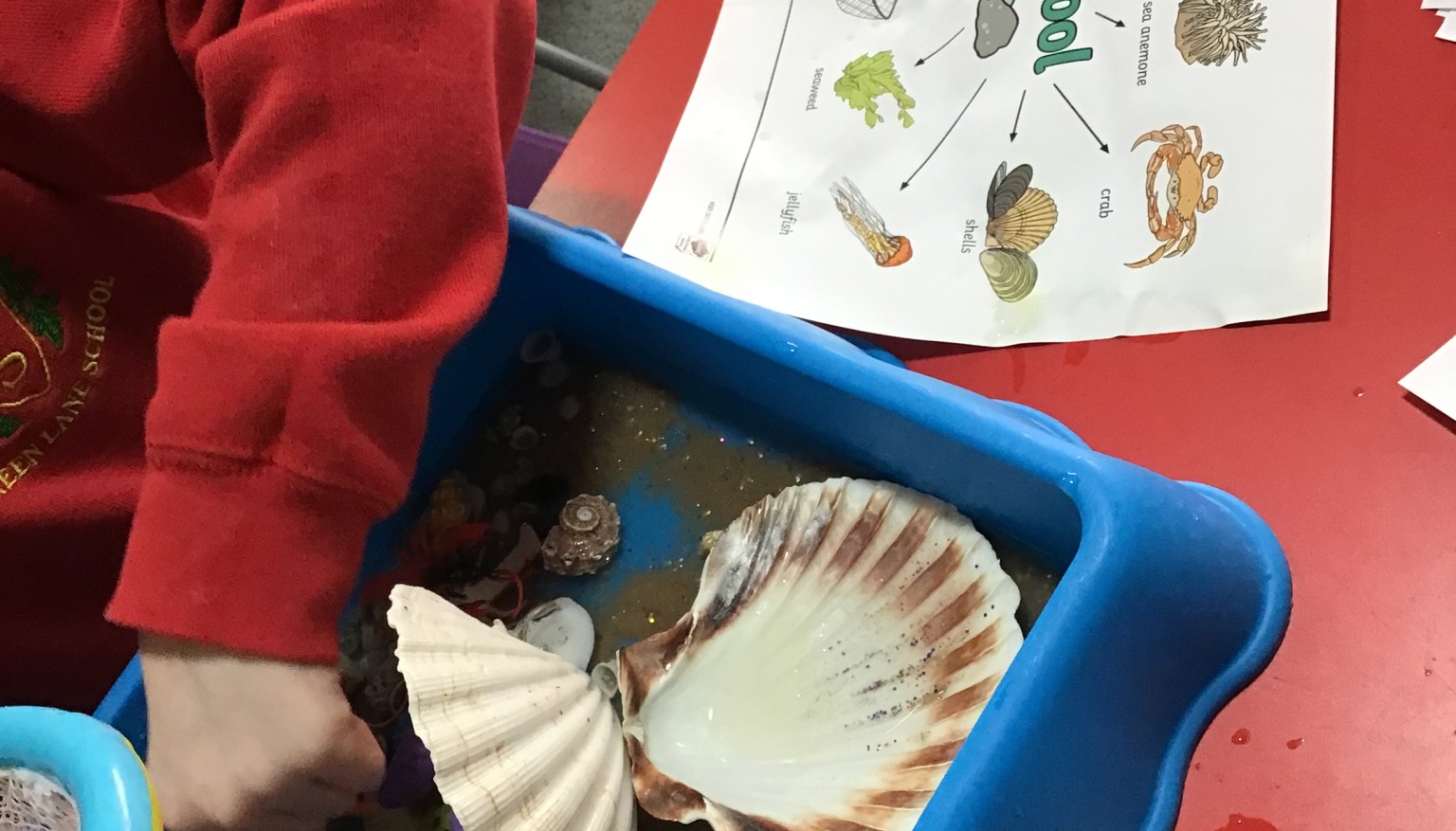 Topic - Under the Sea