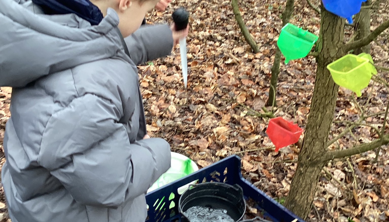 Forest School 