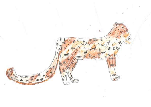 Snow leopards class