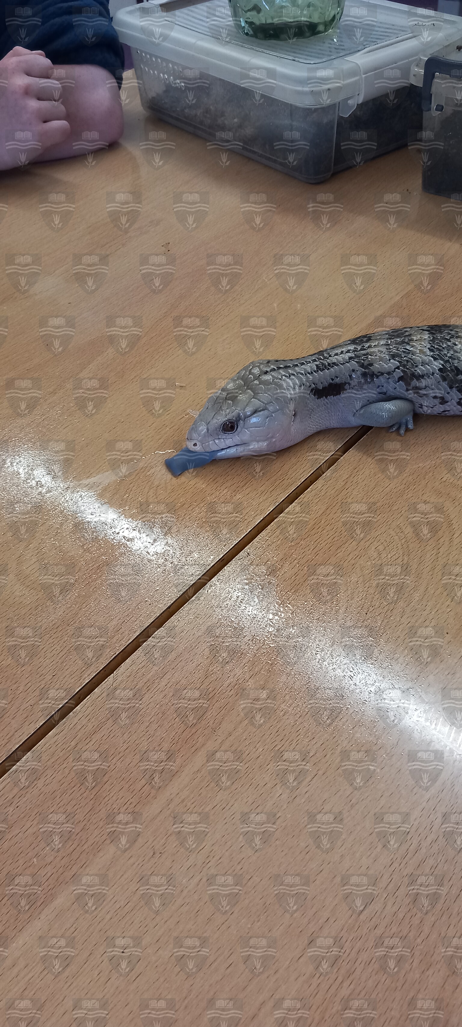 Jaws N Claws