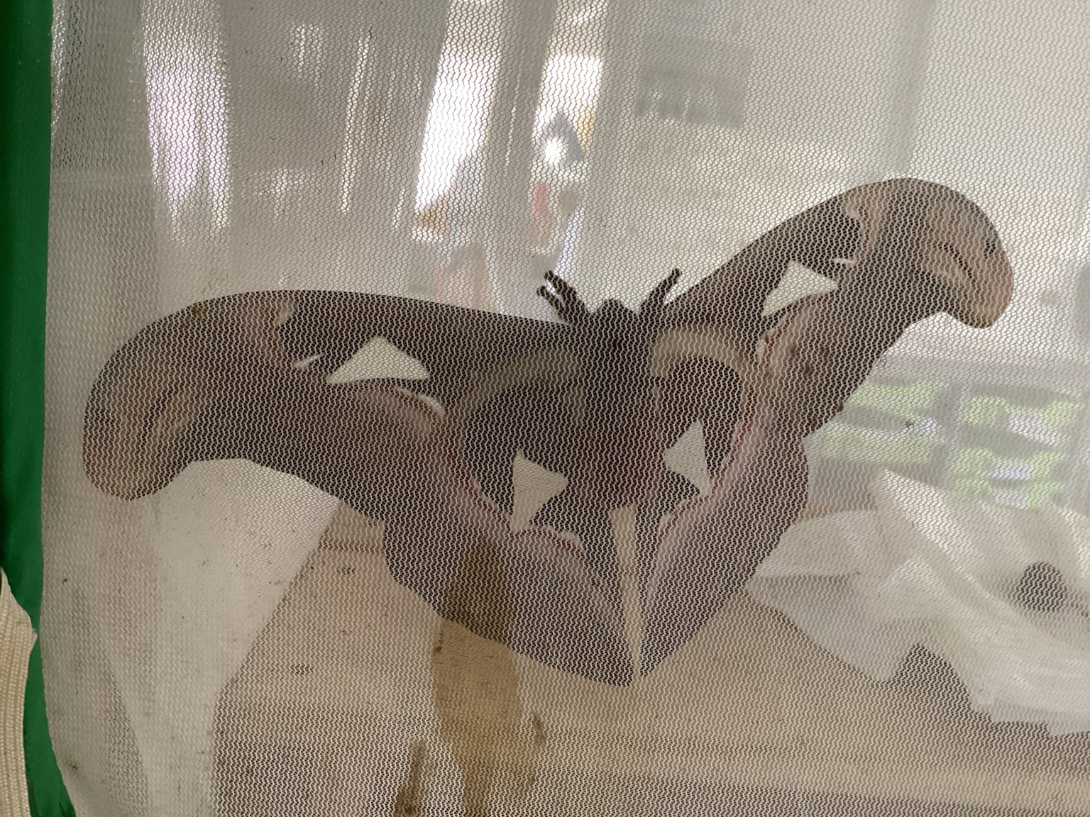 Giant Atlas Moths
