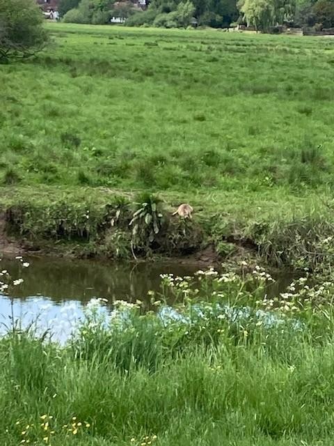 What a delight to see a seal on the bank of the River Arun .. great questions about how a seal might get here!