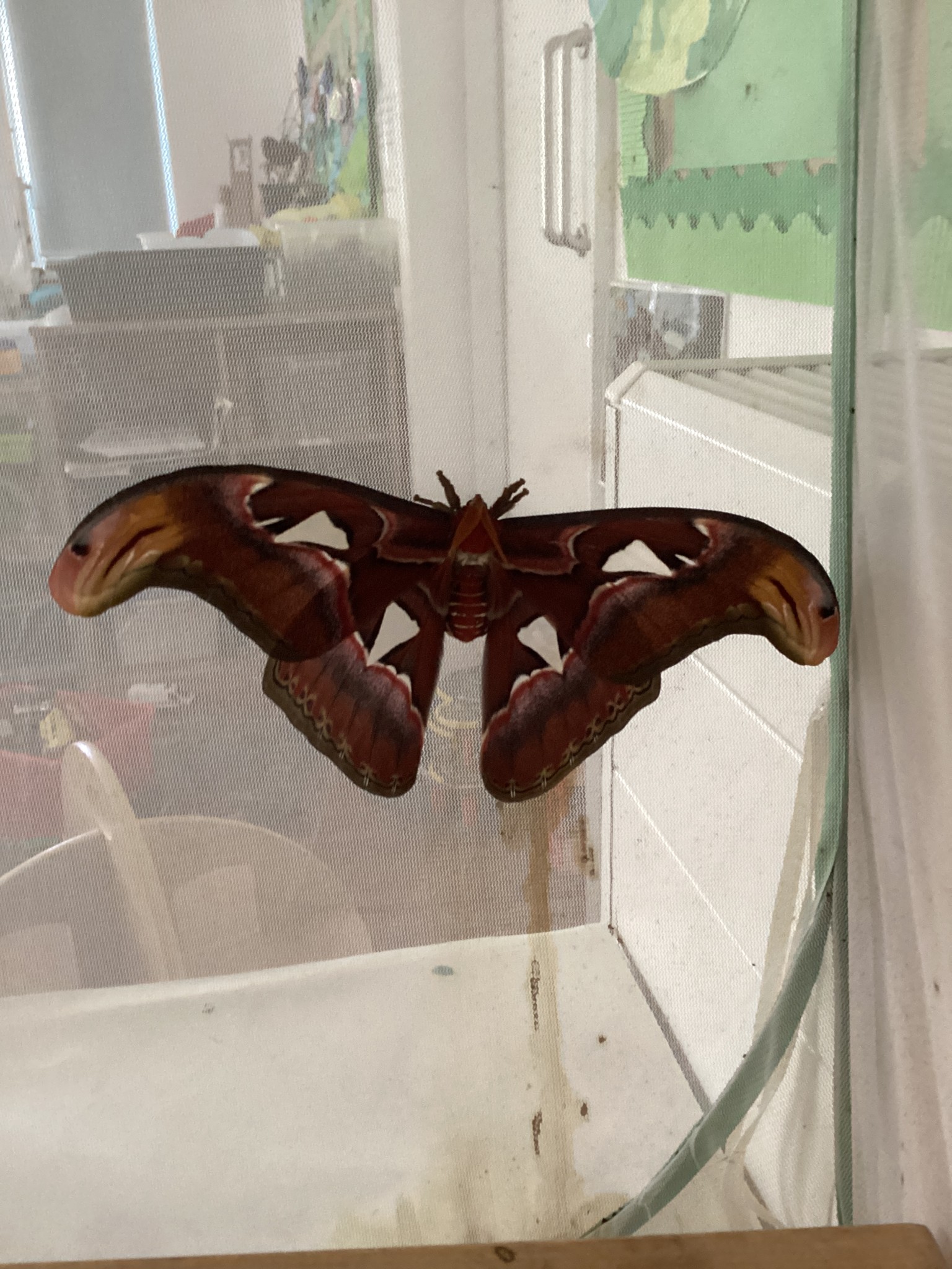 Giant Atlas Moths