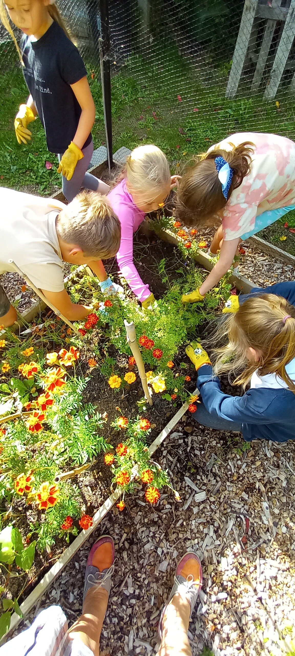 Garden gang harvest