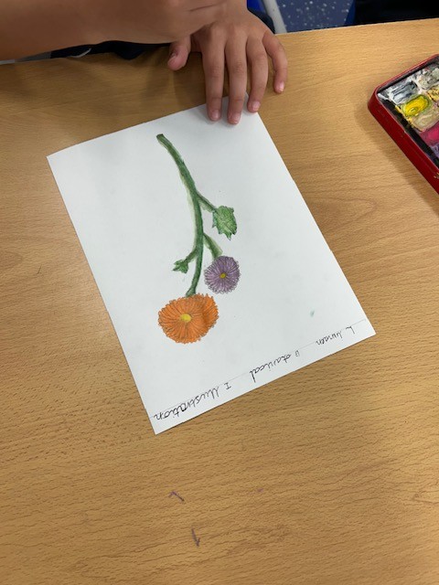 Artwork - obervational drawings Y5