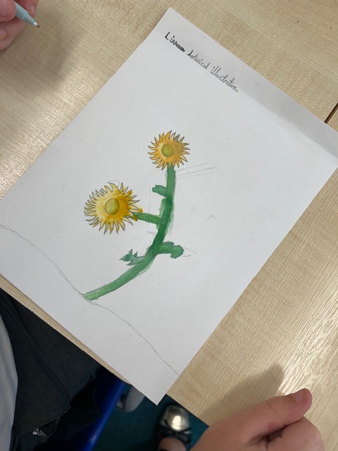 Artwork - obervational drawings Y5