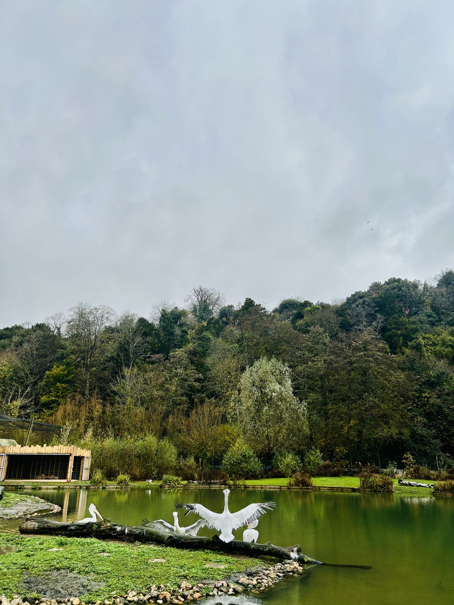 Arundel Wildfowl and Wetlands visit