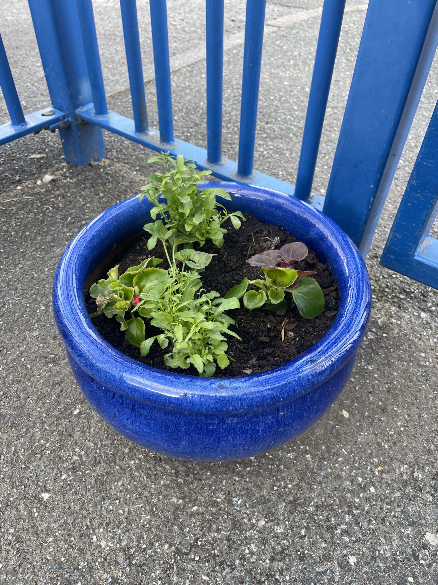 Garden Gang