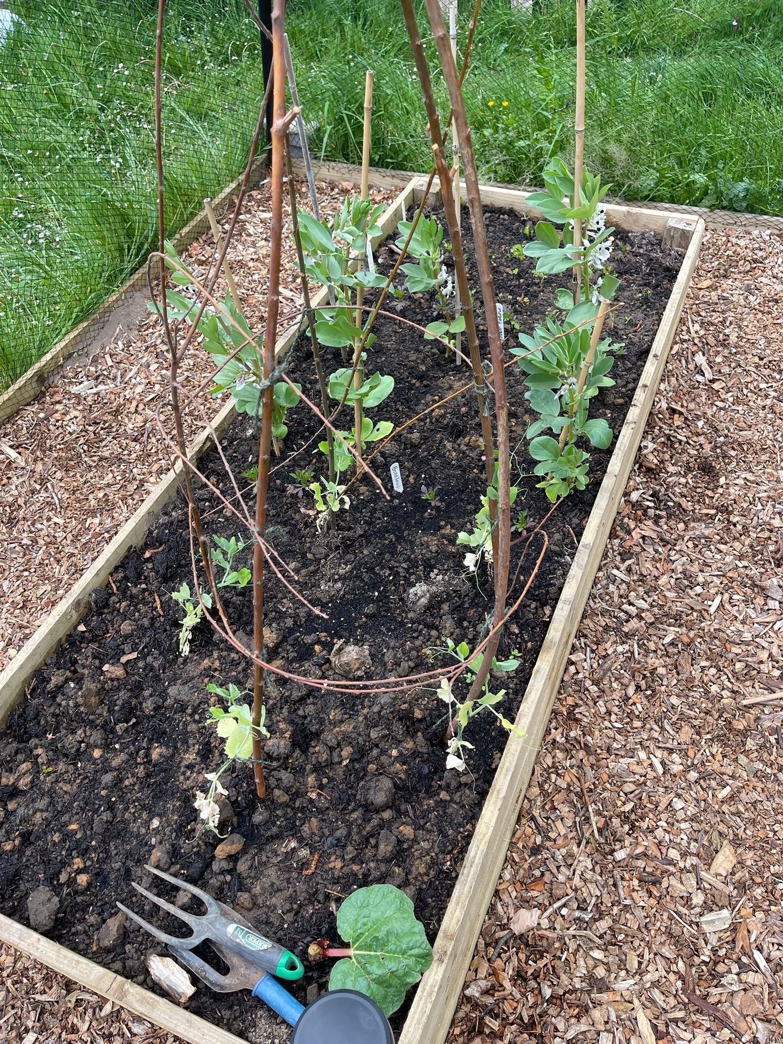 Gardening Club have planted in the new netted area