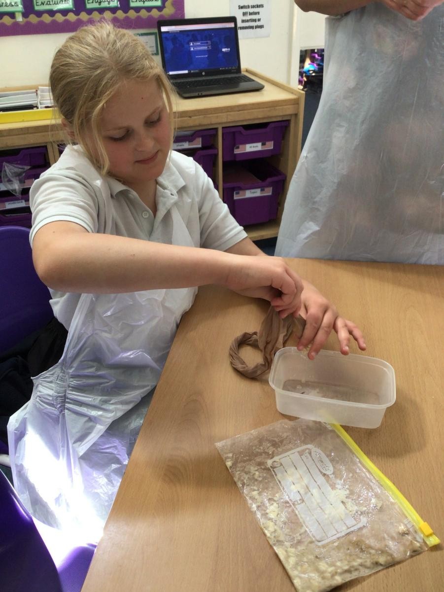 Making the digestive system and seeing how food is digested from your mouth to excretion - Year 4