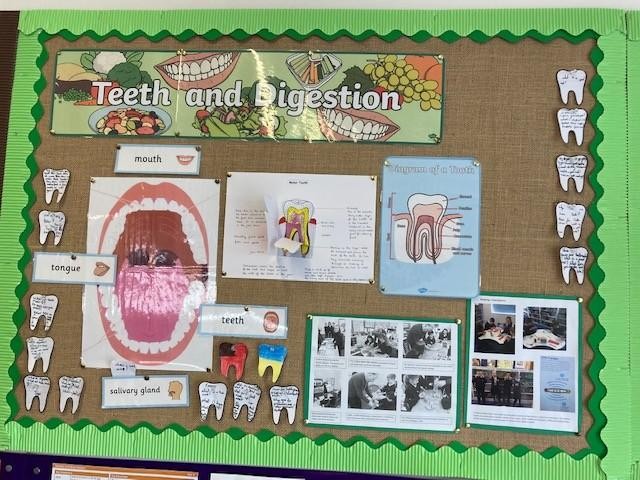 Dental learning - development and care of teeth...