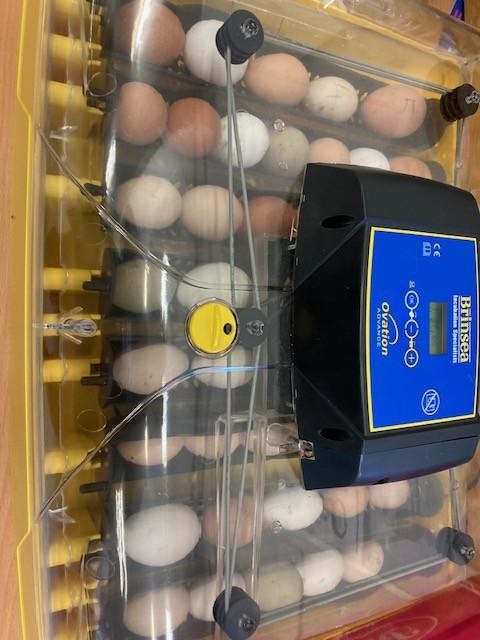 Eggs are now in the incubator ready to hatch - I wonder how many chicks we will have this year. 