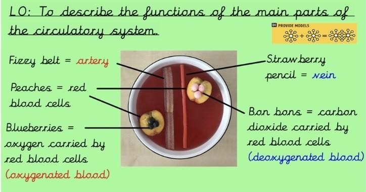 Circulatory system with Year 6 - active, engaging and memorable learning