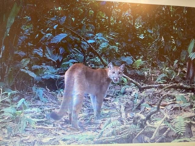 Zoom to Ecuador rainforest