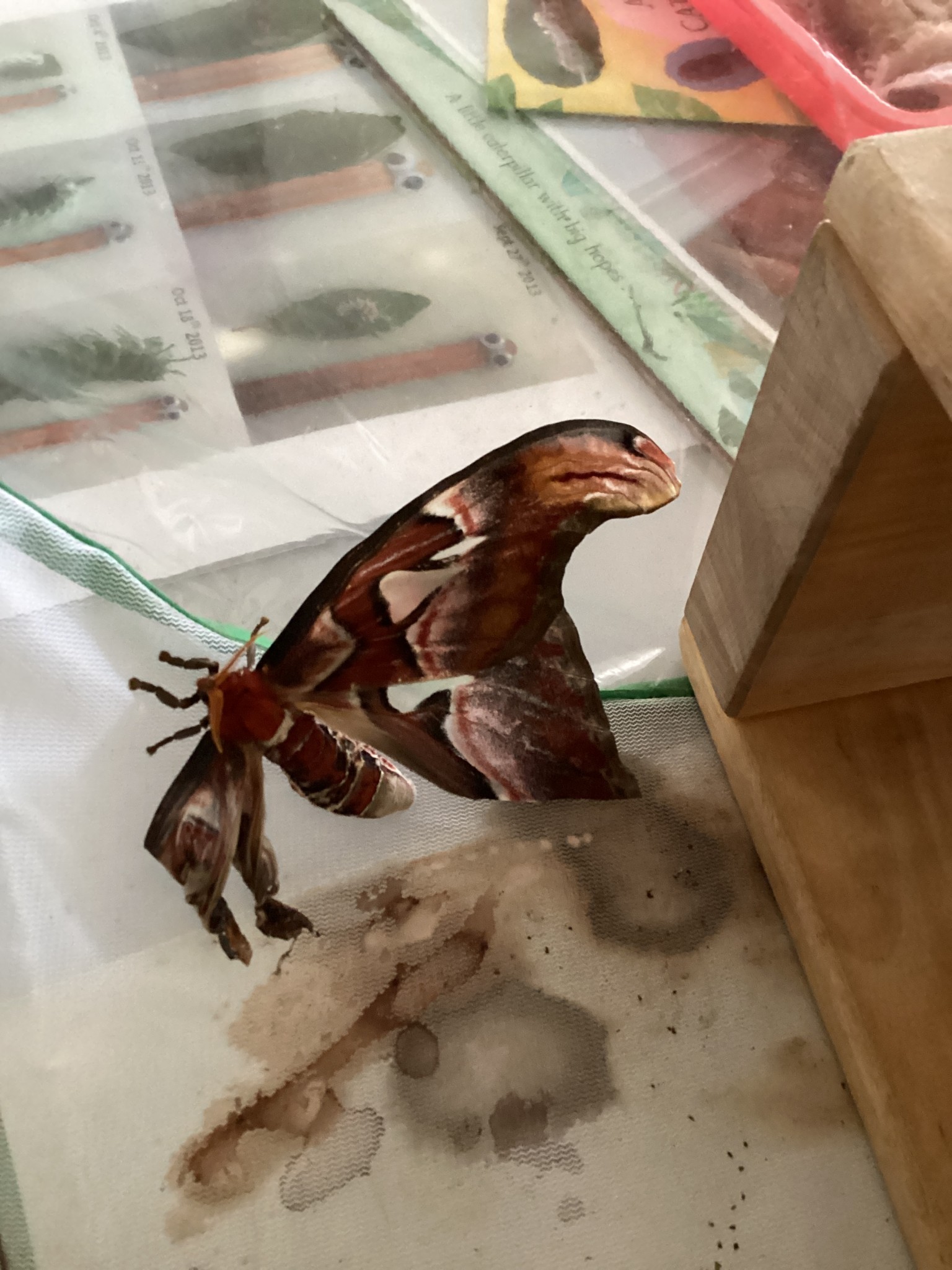 Giant Atlas Moths