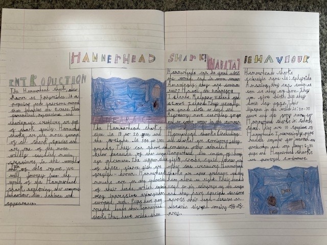 Report on Hammerhead Sharks...