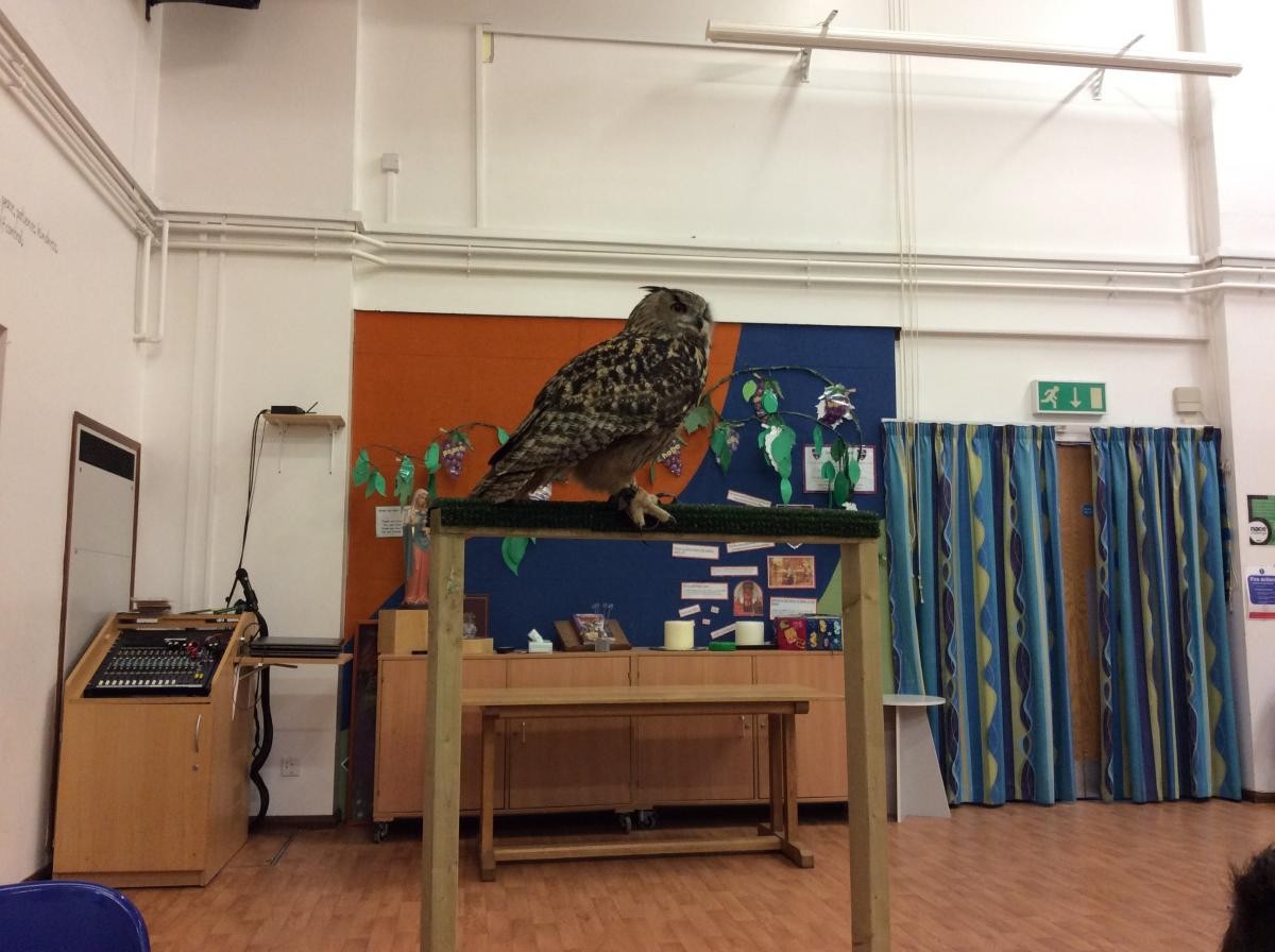 Hawking About for our topic of 'Predators and Prey'...