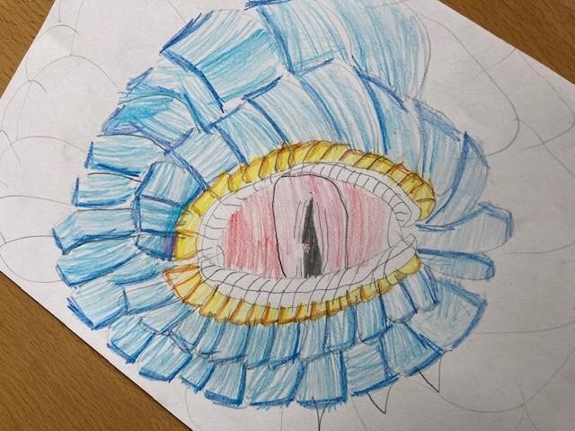 Yr 2 - dinosaur eyes...sketches