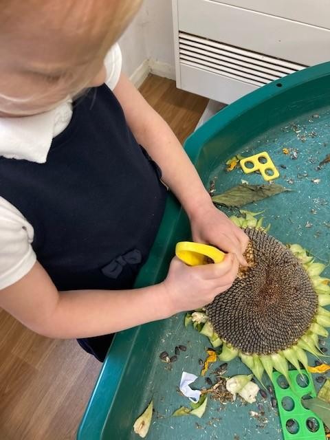 We feed the birds with sunflower seeds...