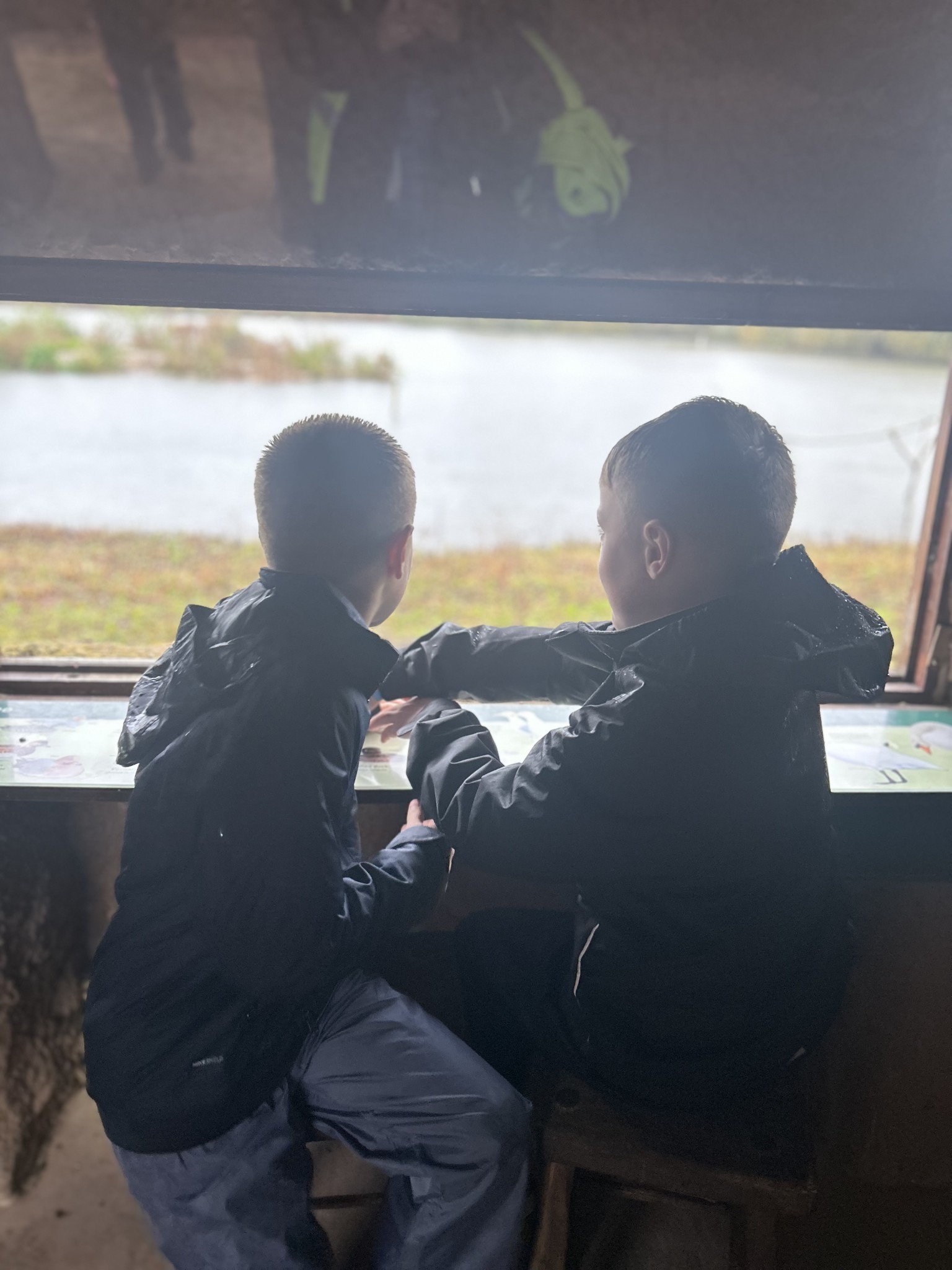 Arundel Wildfowl and Wetlands visit