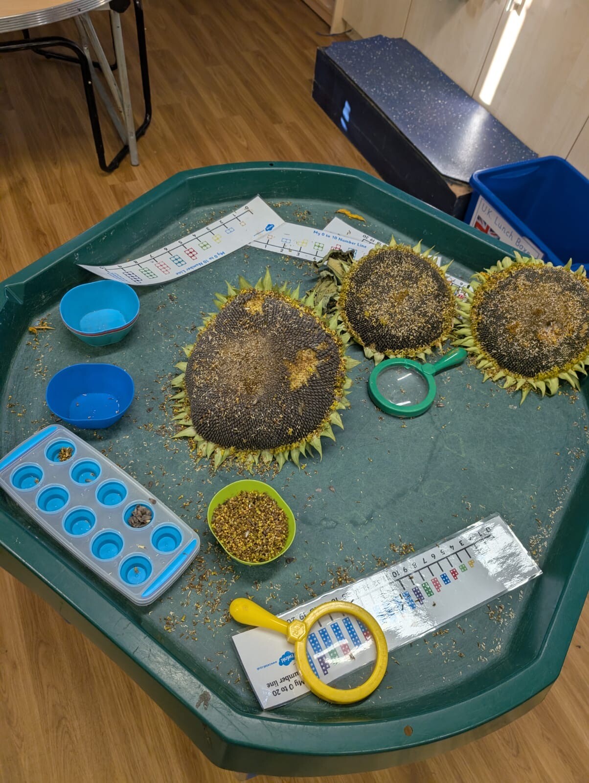 Use of tweezers to examine the pumpkin seeds - encouraging fine motor skills