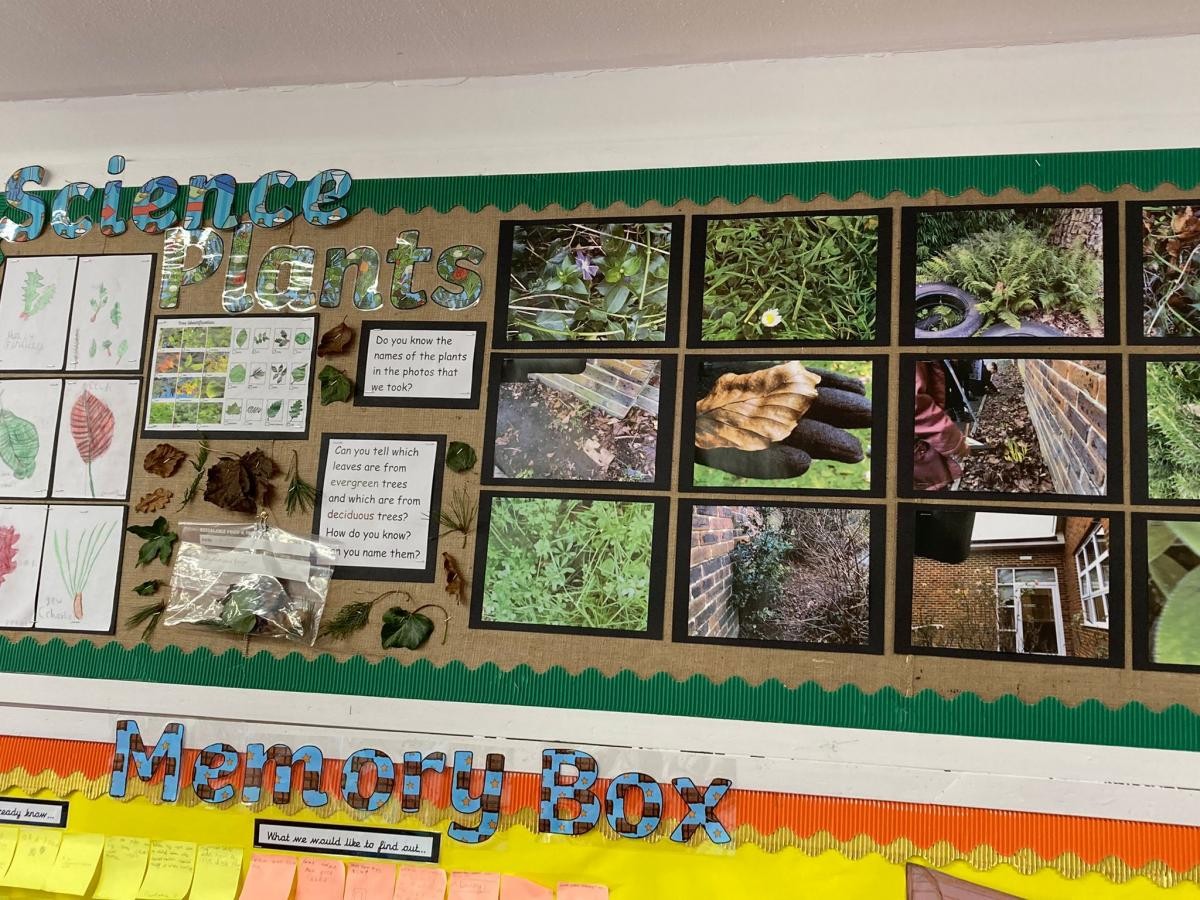 Plants display in Year 2...