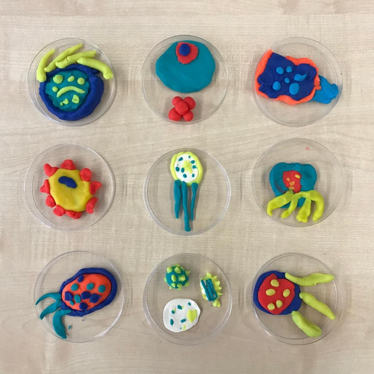 Making bacteria...