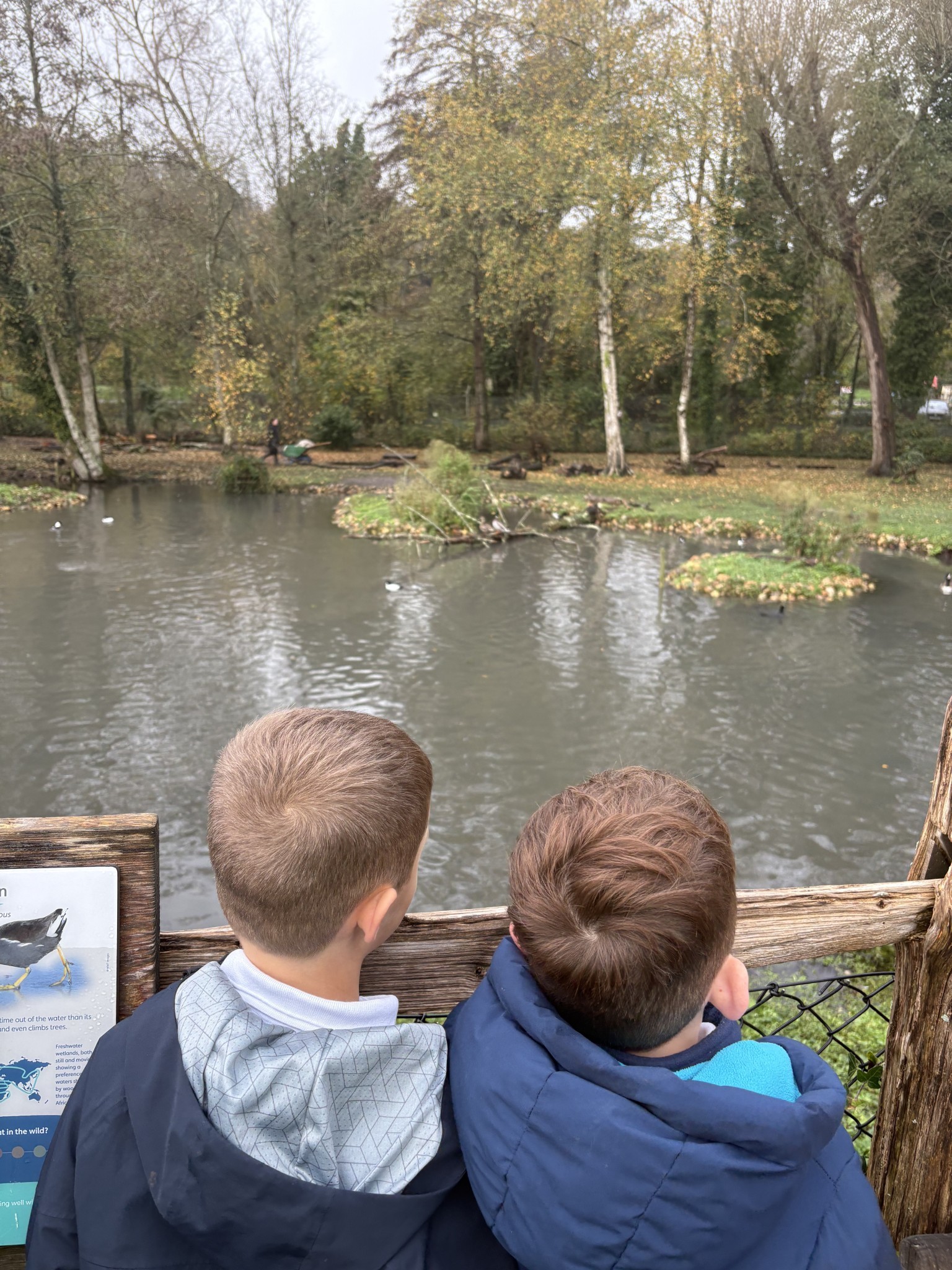 Arundel Wildfowl and Wetlands visit